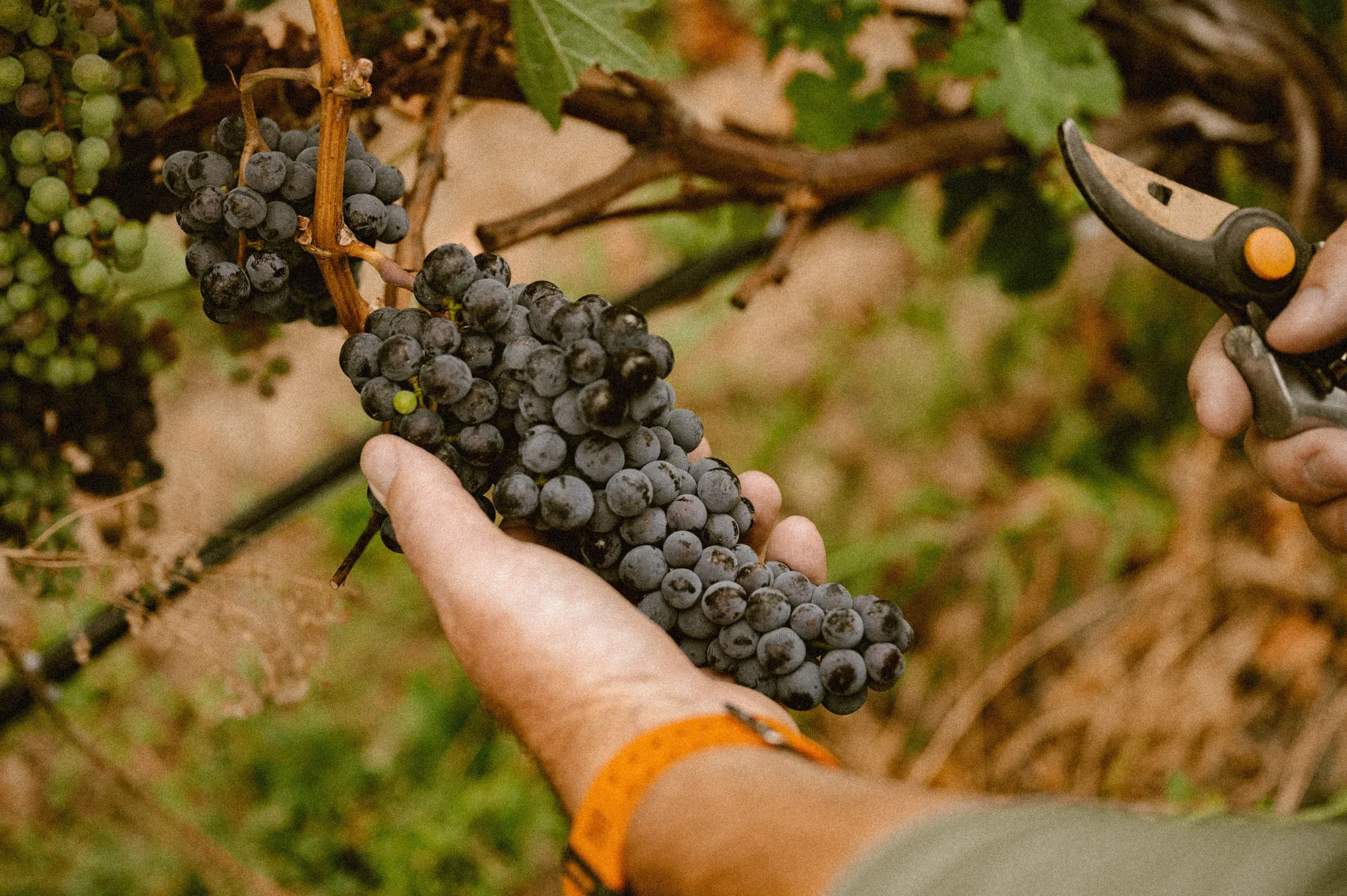 Grapes at SpaceDog Vineyards