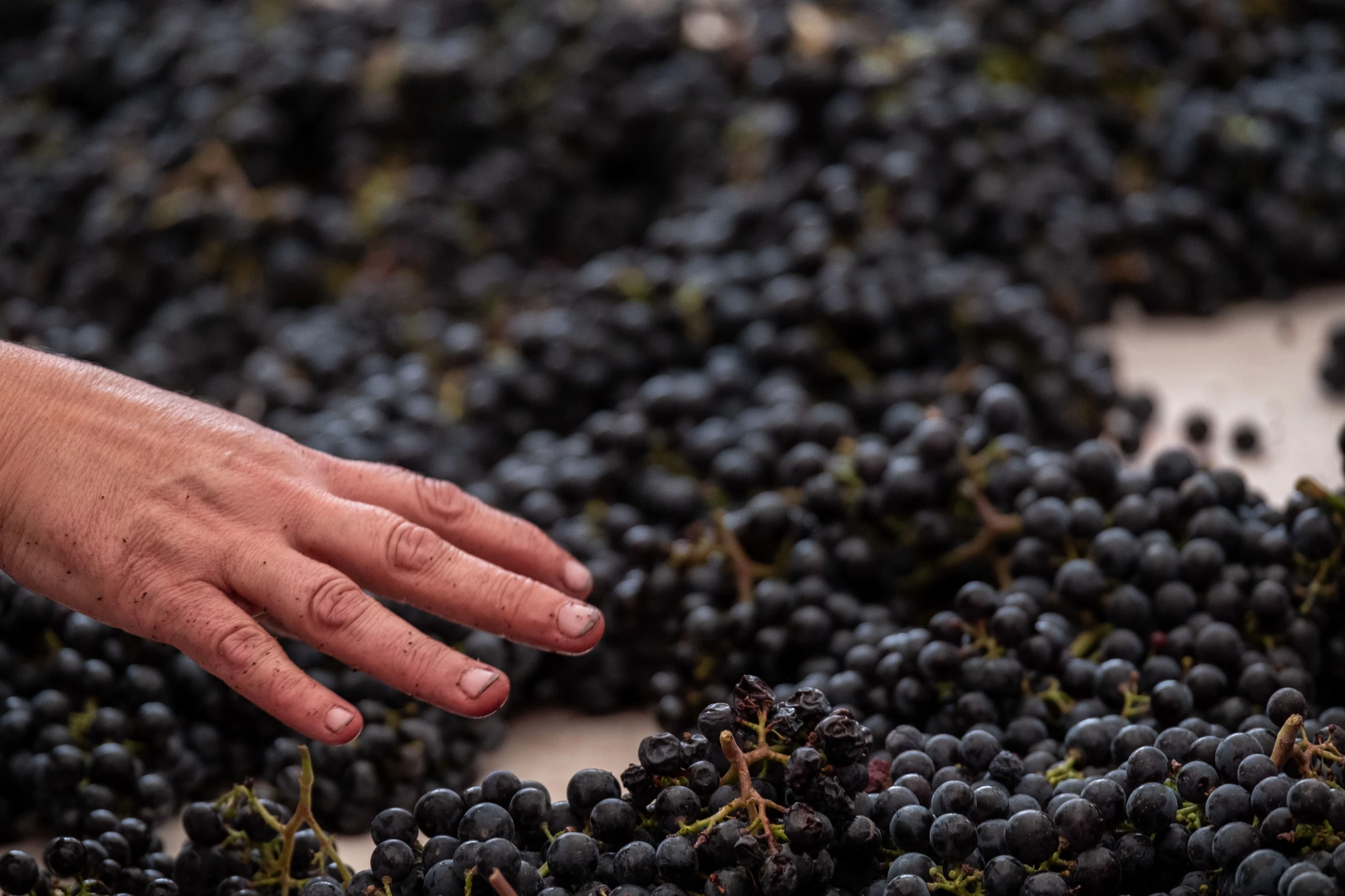 A pile of freshly picked grapes