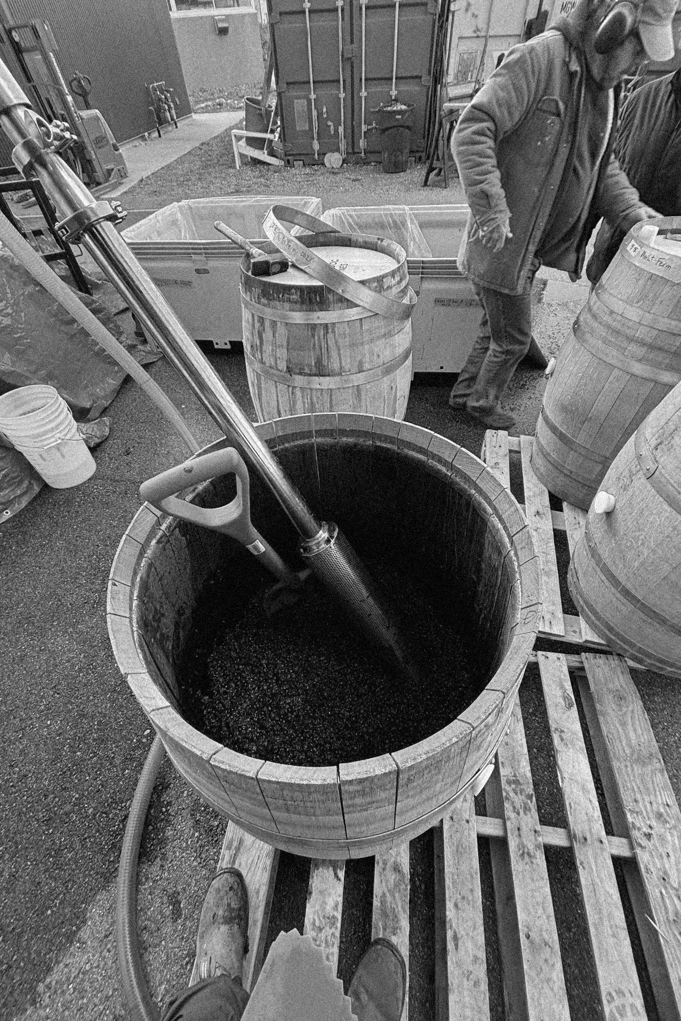 Harvest at SpaceDog Wines