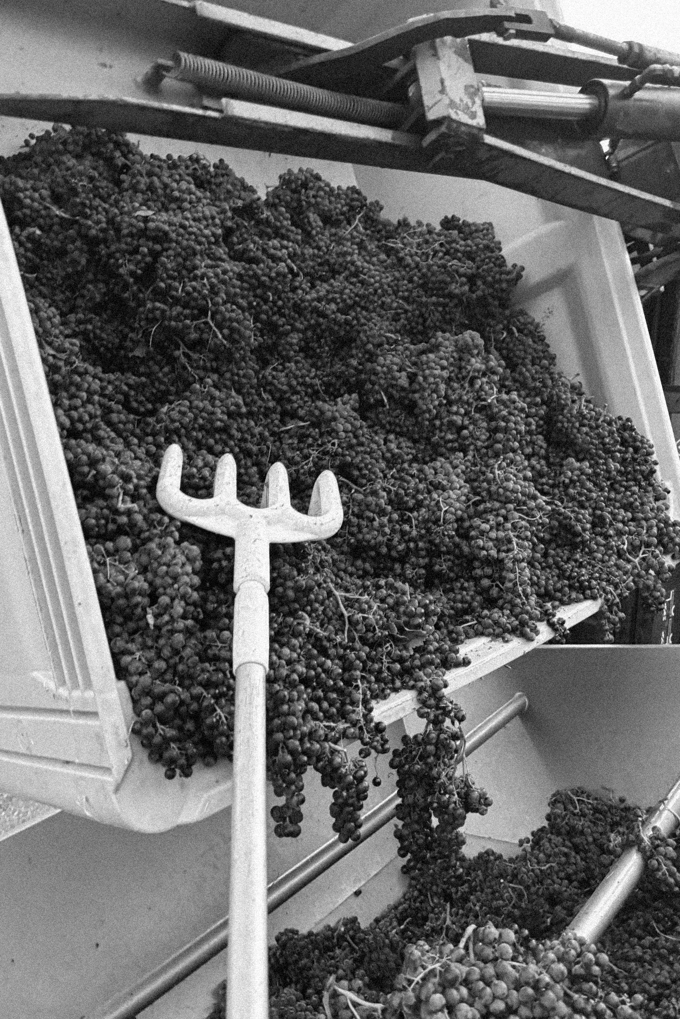 Harvest at SpaceDog Wines