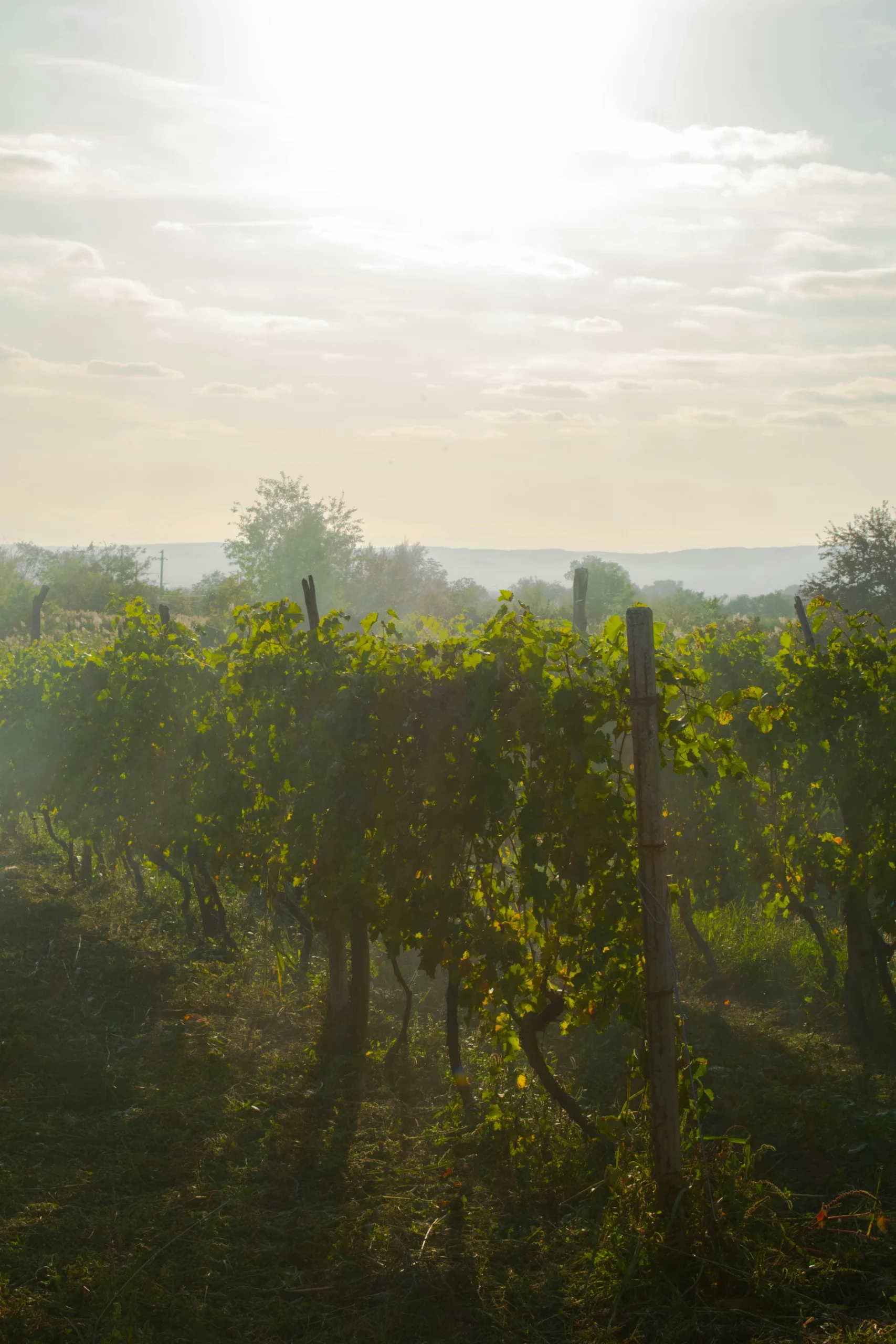 The Spacedog vineyards