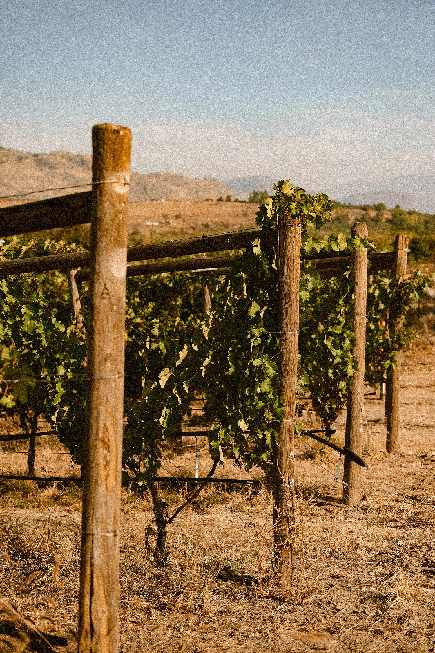 Vines at SpaceDog Wines
